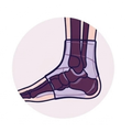 Anatomical Fit